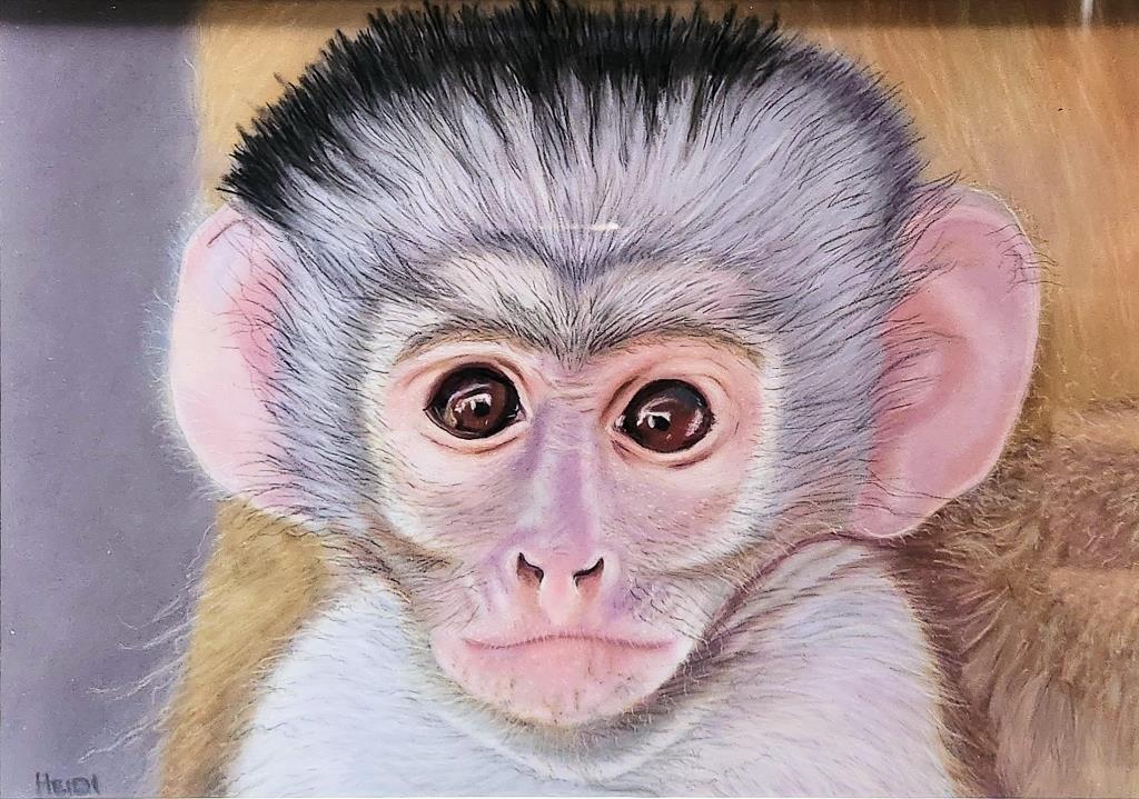 Realistic pastel drawing of a baby monkey by Heidi Adendorff.
						