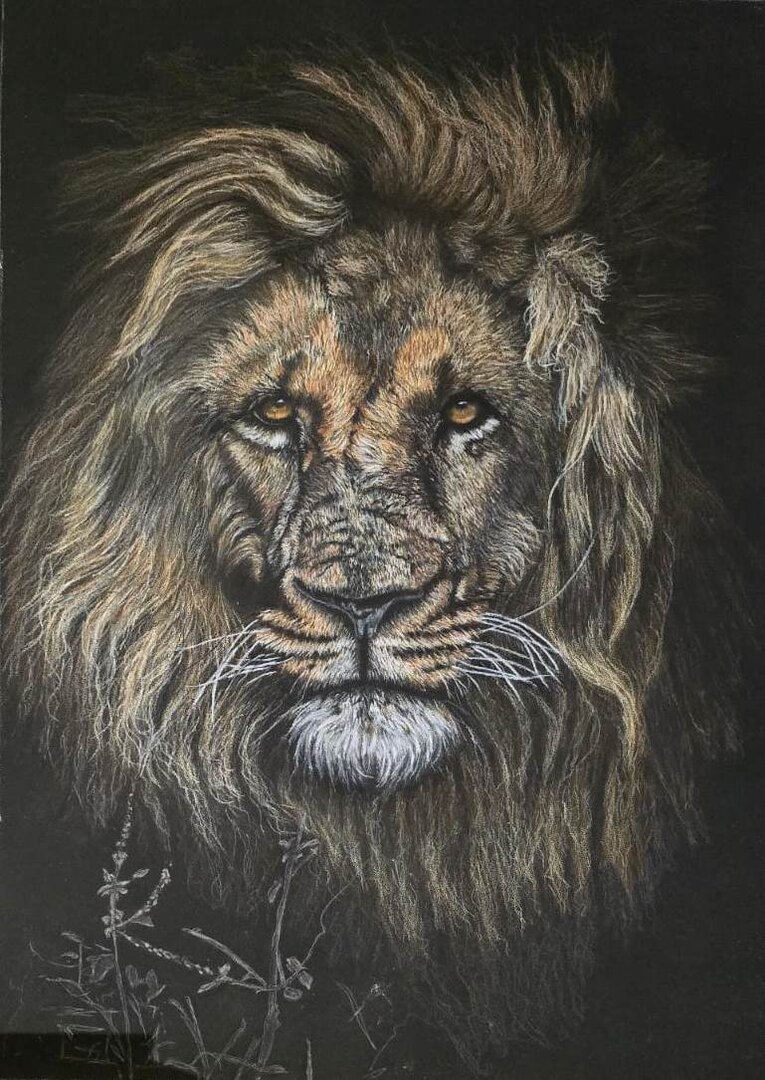 Realistic colour pencil drawing of a lion by Heidi Adendorff.
						