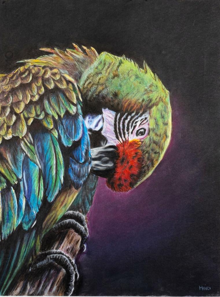 Realistic colour pencil drawing of a parrot by Heidi Adendorff.
						